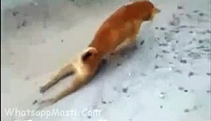 Funny Dog Doing Amazing Act Of Paralysis