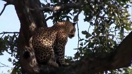 Leopard Attack  Antelope ☆ Animals Attack