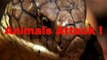 Bisons Fighting - Animals Attack