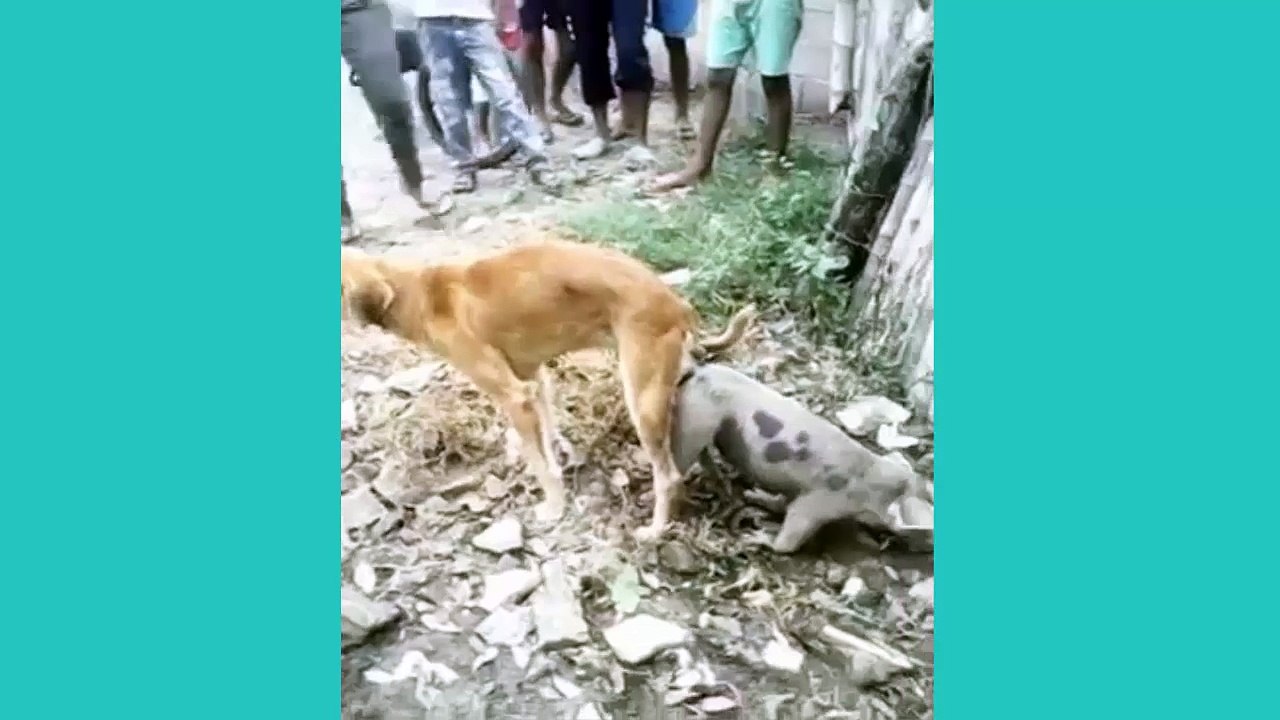 Strange - Dog Fu** Pig OMG
