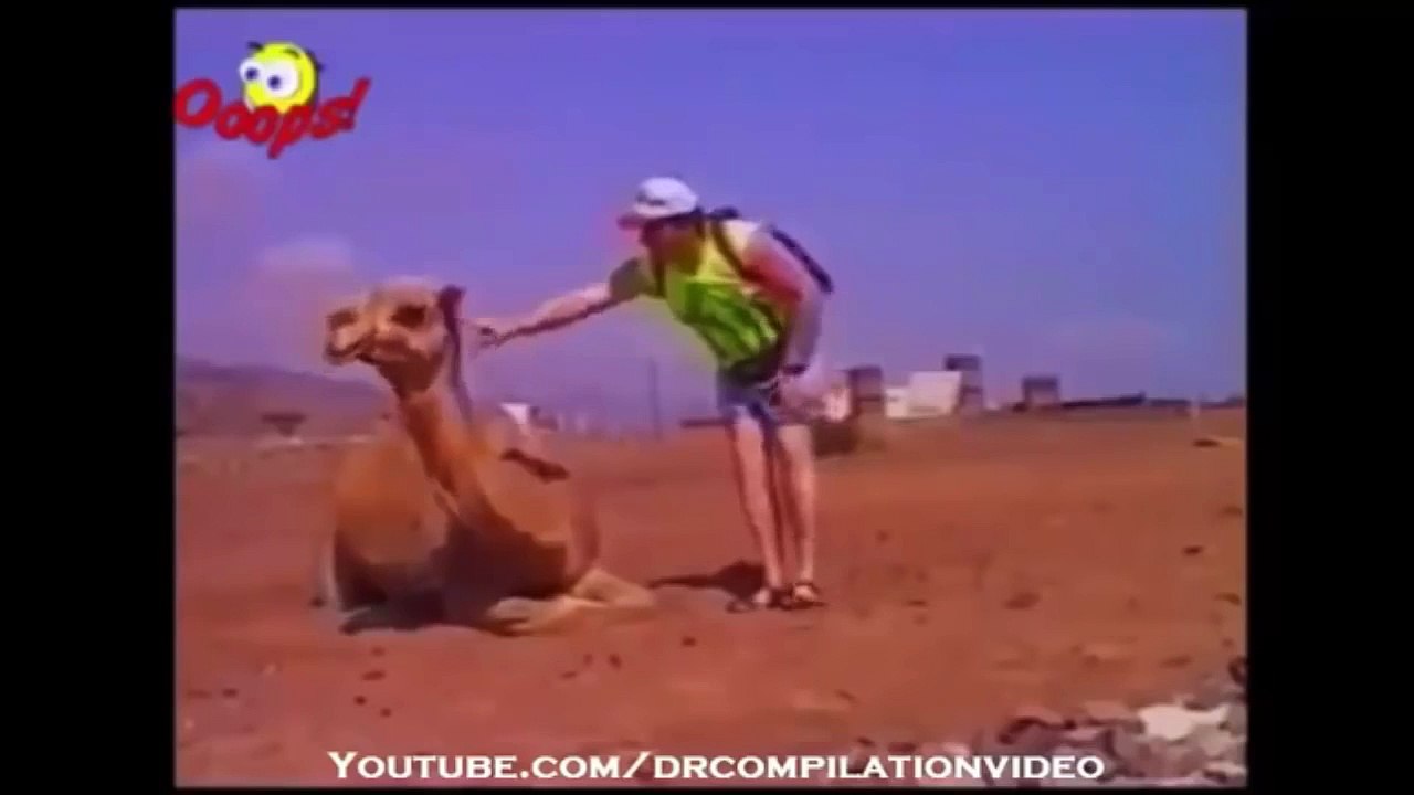 When Animal Attack Human Compilation HD