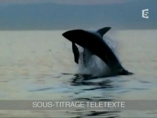 L'attaque du grand requin blanc