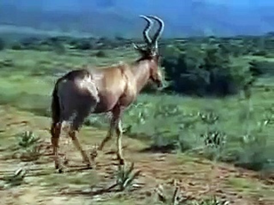 Nkosi Sikeleli Afrika