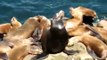Sea Lions Sunbathing in La Jolla and the San Diego Coast
