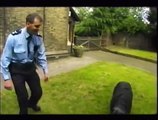 Bouvier Des Flandres Police Dog