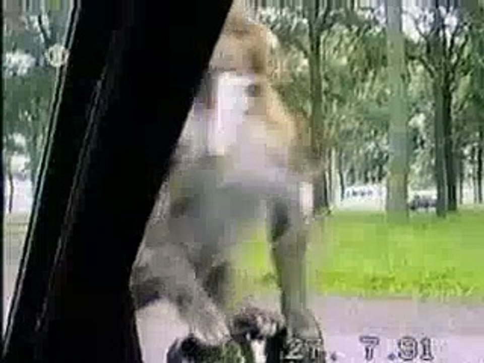 Funny Animals Moments