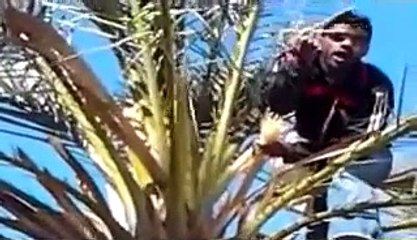 كيف يلقح النخيل وادي سوف .flv