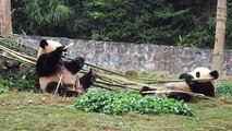 Panda cubs at DuJiangYan: Shun Shun and Wu Wen