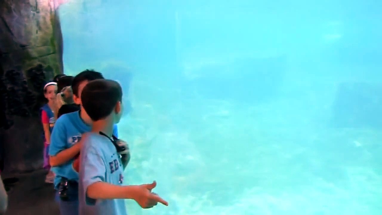 Beluga Whale scares kids !!