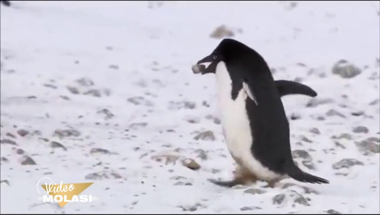 HIRSIZ PENGUEN