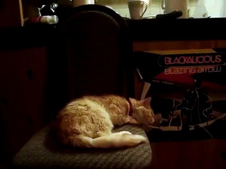 MY CAT HAS INCESSANT NIGHT TERRORS