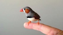 Joey, the hand tamed zebra finch