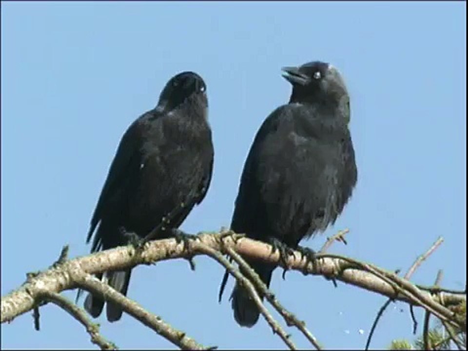 Choucas des tours ( Corvus monedula )