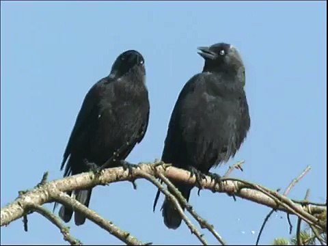 Choucas des tours ( Corvus monedula )