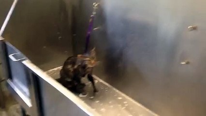 Miserable Cat Says "No More" While Getting a Bath