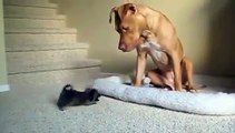 Chihuahua Contro Pitbull e Contro Gatto ! Lotta all'Ultimo Sangue ;-)
