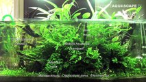 Aquascape - Planted tank 110x50x50