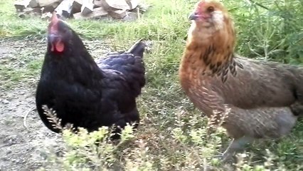 Good morning chickens
