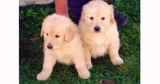 Best Dog - Golden Retriever Dogs and Puppies - Funniest Animal Dog Videos