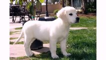 Funny Dog and Puppies Golden Retriever - Animal Best Dog Videos