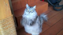 Kitty Please - World's Most Polite Cat?