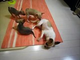 スムースチワワ子犬４兄弟　ママに甘えて遊んでます♪　千葉県流山市チワワ専門
