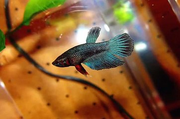 Growth of my Male Veiltail betta (sold as "baby female betta")