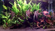 300 Liter Amazonas Aquarium - Santa Isabele Wildfang Skalare