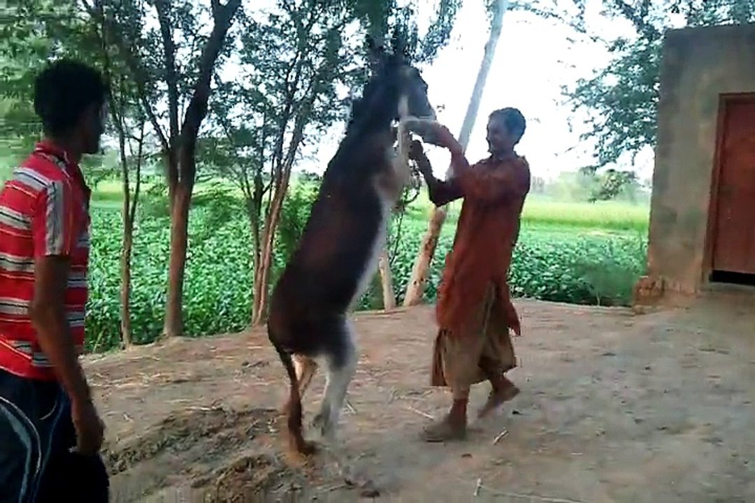 Mumtaz play with donkey funny