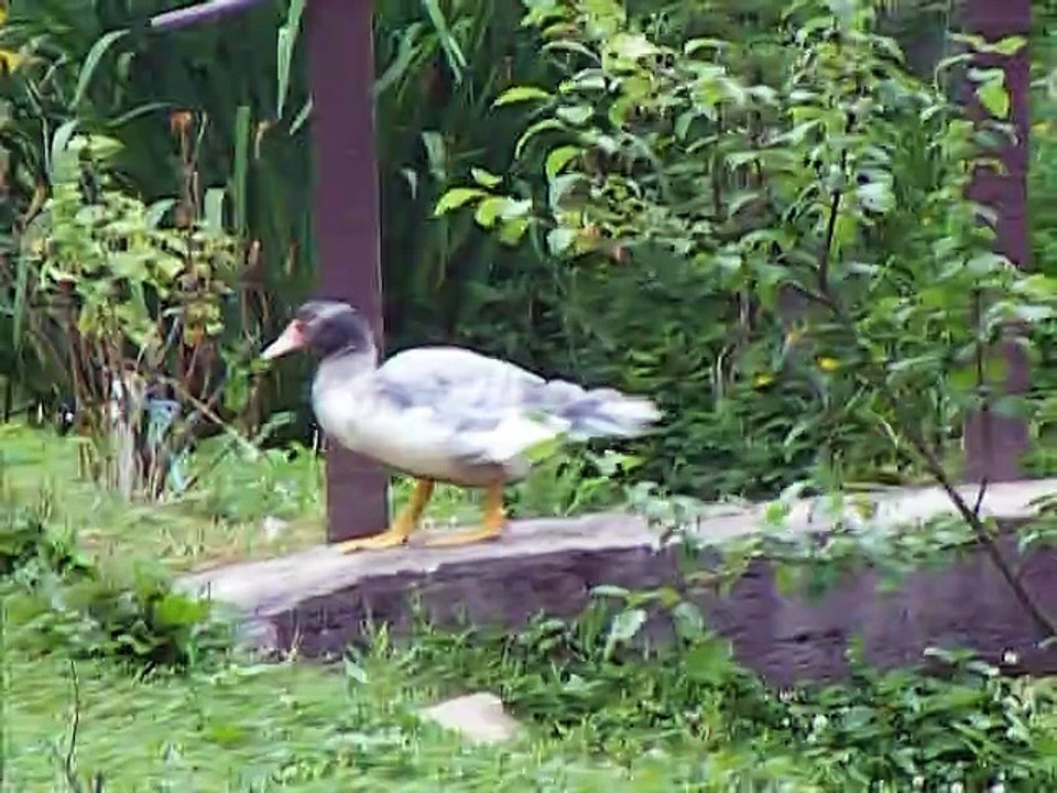 Canards et oies sur la passerelle