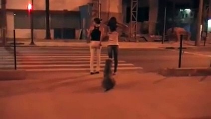 Quém é o irracional? Observe o Sinal o Cahorro e as Pessoas