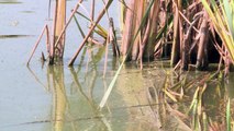 الجفافُ يهددُ الثروة السمكية في لا دومب الفرنسية
