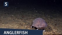 Top 5 Unusual Creepy Deep in Sea Creatures
