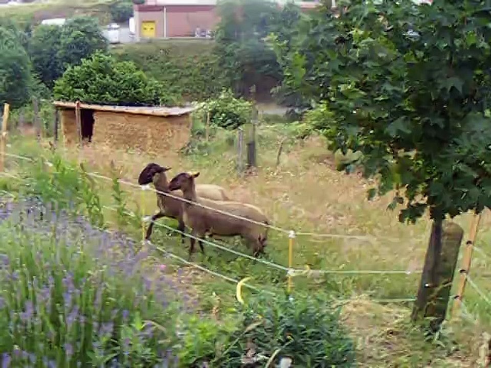 Dolly et Broutebroute