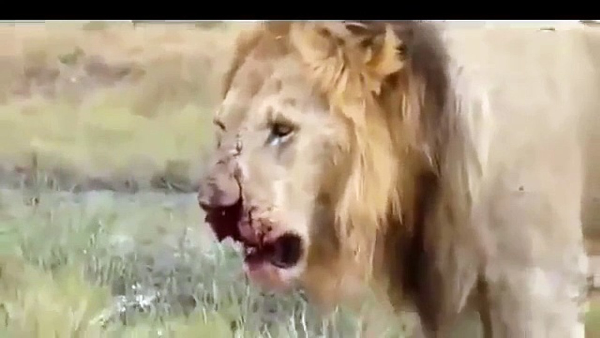 ⁣Lion Attack Zebra | Animal Planet 2015 | Wildlife Documentary | National Geographic Animal