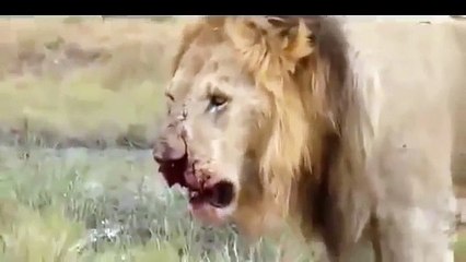 Lion Attack Zebra | Animal Planet 2015 | Wildlife Documentary | National Geographic Animal