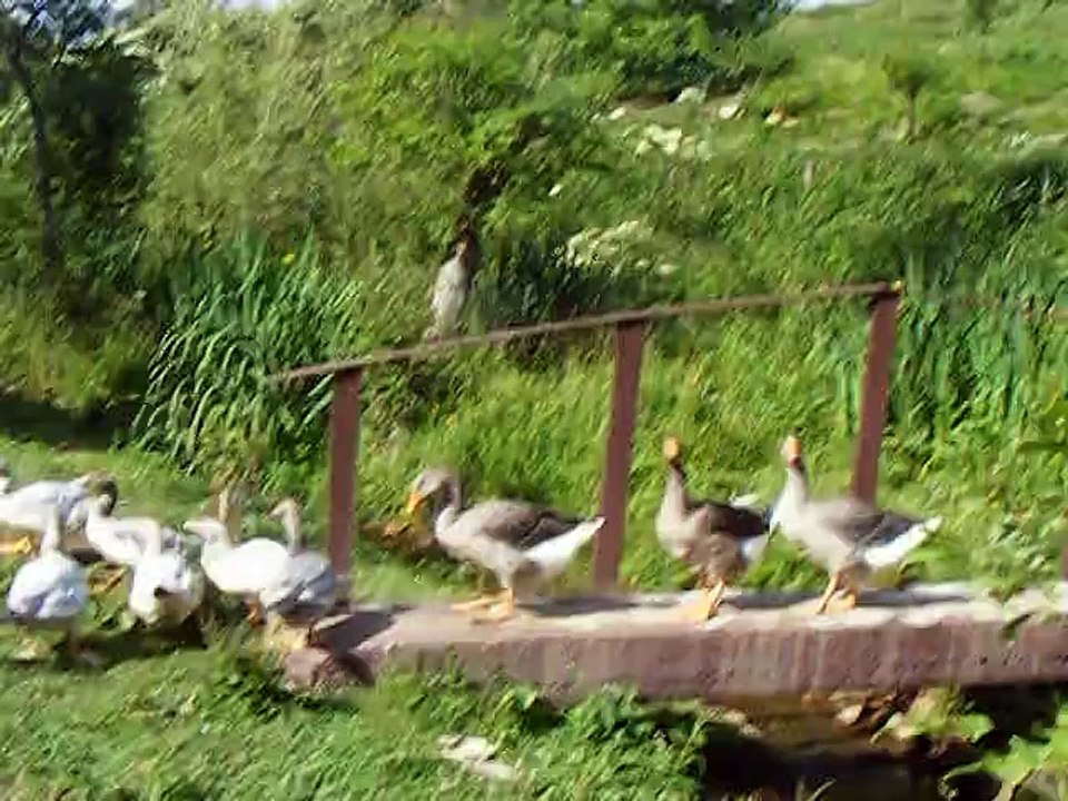 Tout lemonde sur le pont