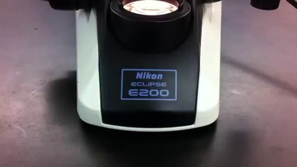 Histology Slides On Epithelium