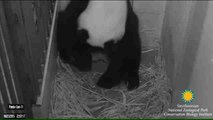 Mei Xiang, la osa panda gigante del zoo Washington, tiene dos crías