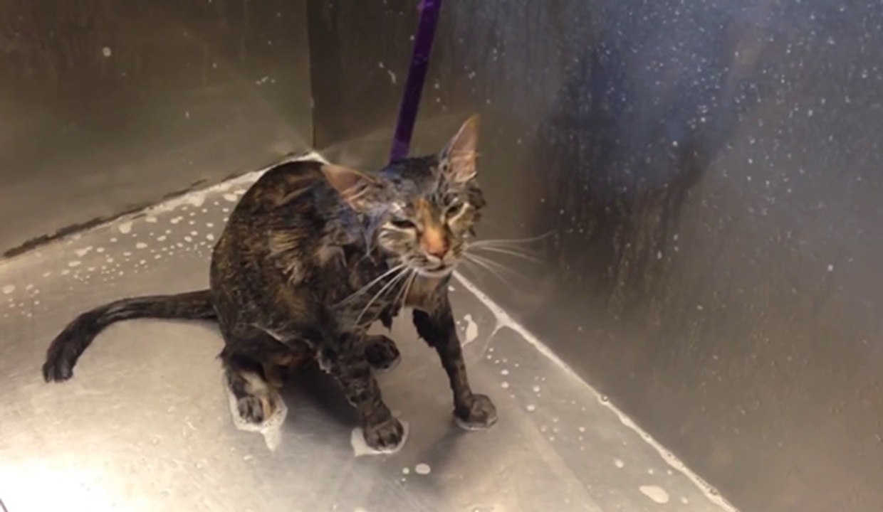 Ce chat miaule "No more!" lorsque son maître lui donne son bain