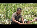 Đàn voi rừng liên tục phá hoại 10ha hoa màu của nông dân ở Đắk Lắk
