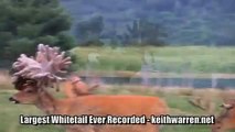 LARGEST WHITETAIL ON RECORD - FREE AGENT - DEER & WILDLIFE STORIES