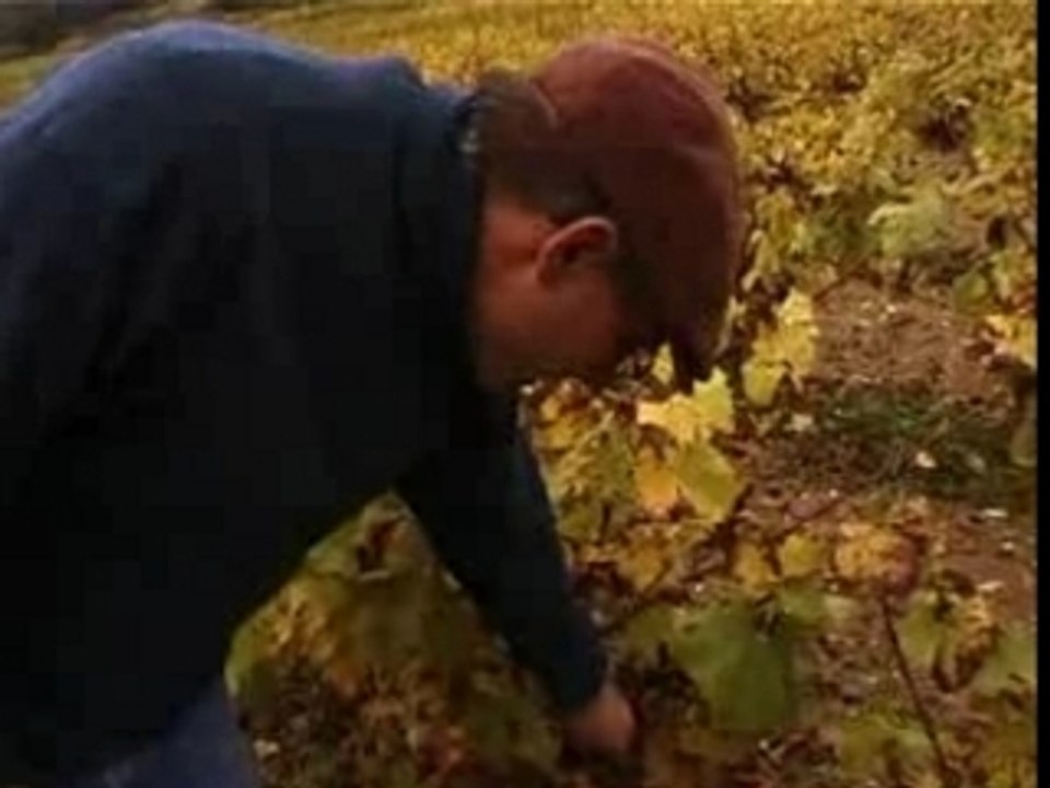 Mark Angeli : viticulteur en biodynamie
