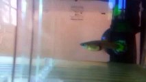 is my guppy fish pregnant in how meany days it will have b