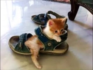 [かわいい　動物]可愛い動物で癒されよう！犬や猫の赤ちゃんやコスプレ。パート８