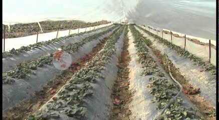 Ekspertët s’keptikë, dyshojnë tek shifrat e INSTAT për rritjen në bujqësi- Ora News