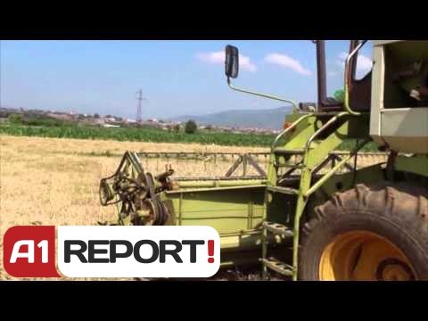 A1 Report - Fier dhe Kukës, probleme me shitjen e prodhimeve bujqësore