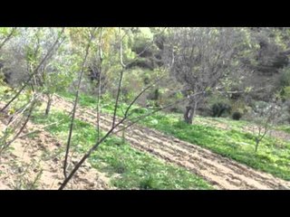 Antikanabisi. Vlorë, Gjirokastër, aksion i policisë