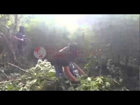 Operacioni në Dukagjin, në 2 ditë asgjesohen mbi 33 mijë rrënjë kanabis- Ora News- Lajmi i fundit-