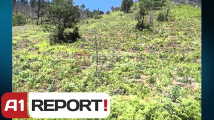 A1 Report - Shqiptarët hedhin sytë jashtë  kufirit, mbjellin drogën në Konicë